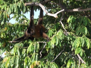 a spider monkey on one of the Isletas in Granada