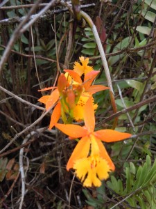 One of the many beautiful orchids on the Volcano