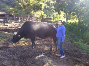 i can't believe I stood this close to a bull. Hector ensured me he was very calm.... 