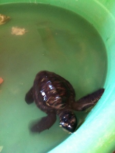 A baby sea turtle that didn't make it out to sea. They're trying to get it strong enough to go again.
