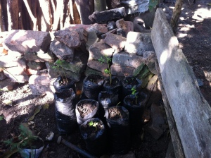 here's the beginning of a small tree nursery that each beneficiary will maintain